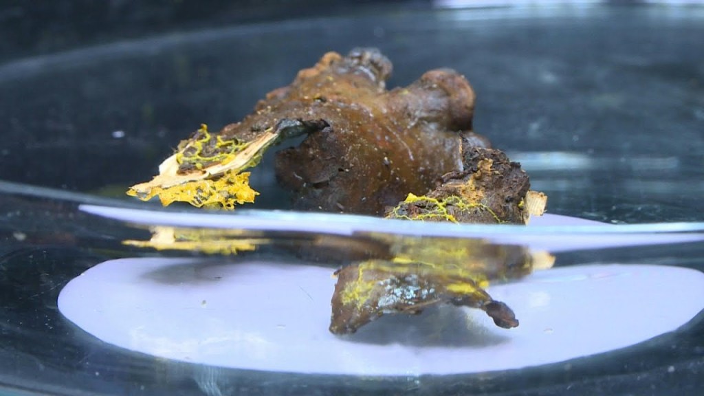 Blop-Permanencias-Voluntarias