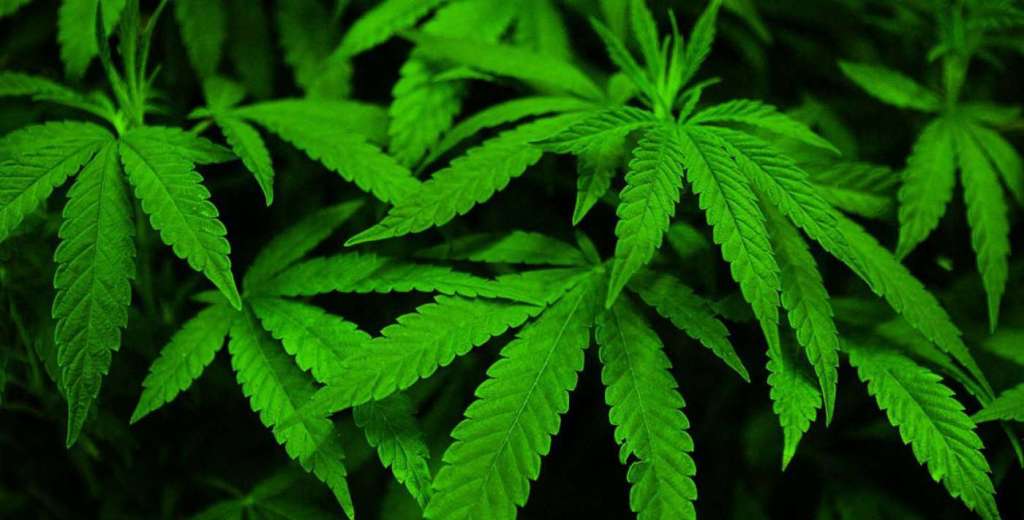 Cannabis-Permanencias-Voluntarias