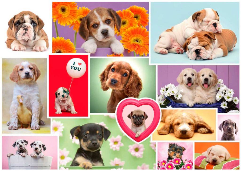 Perros-Permanencias-Voluntarias