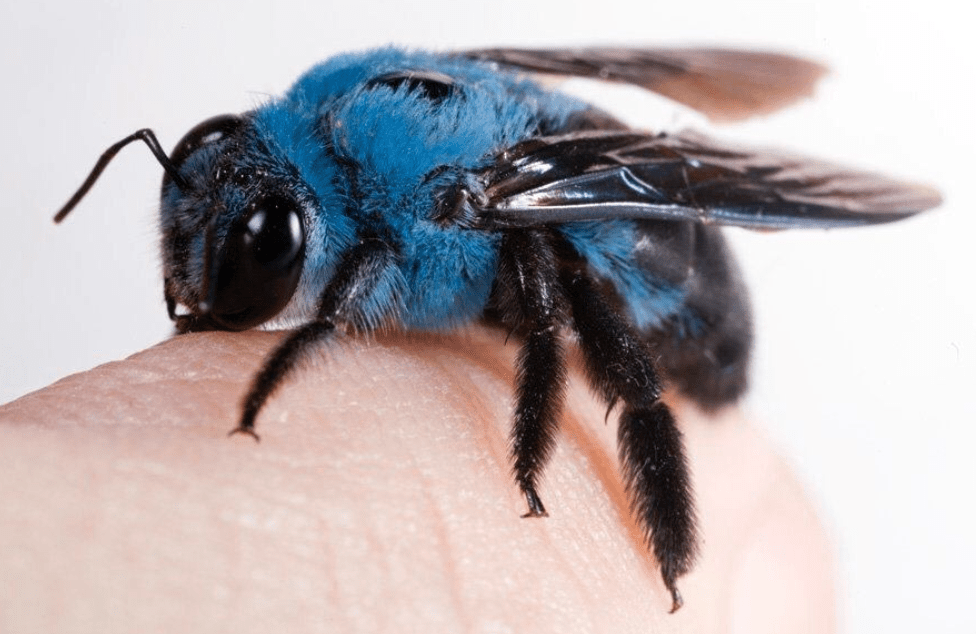 Abeja-Azuñ-Permanencias-Voluntarias