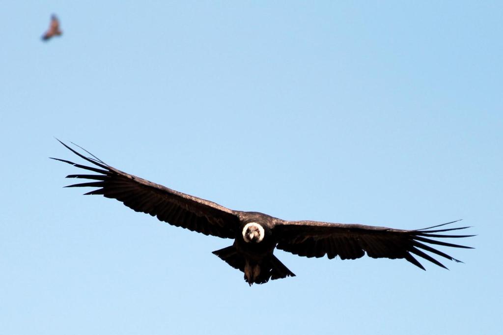 Condor-Permanencias-Voluntarias