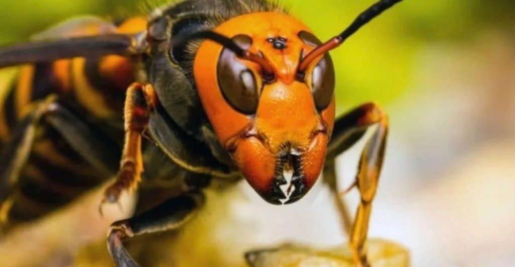 Avispon-Permanencias-Voluntarias